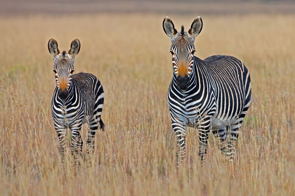A South African Safari