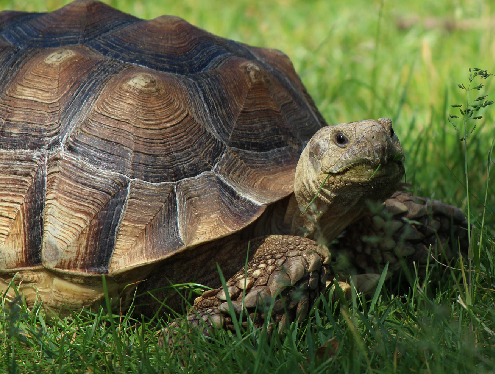 PetZine Tortoise Image Post