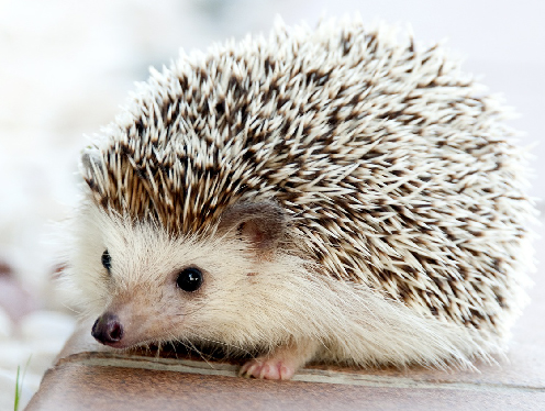 PetZine Hedgehog Image Post